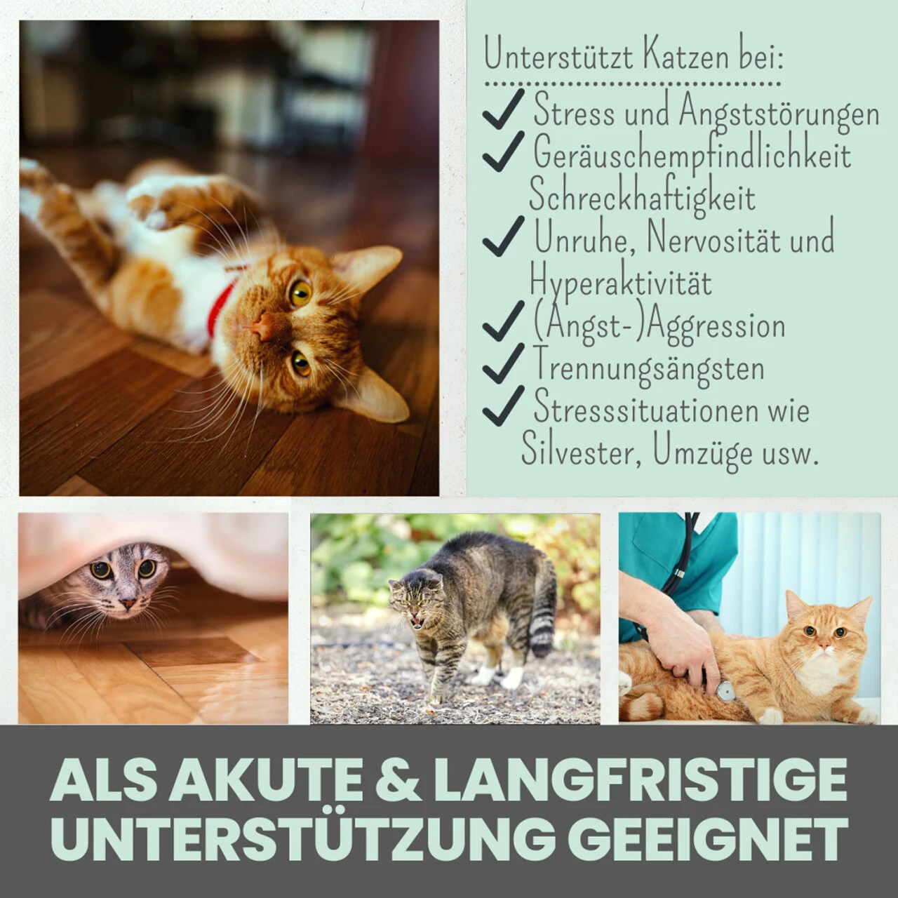 Noms+ Wohlfühlpaste Für Katzen – Bild 3