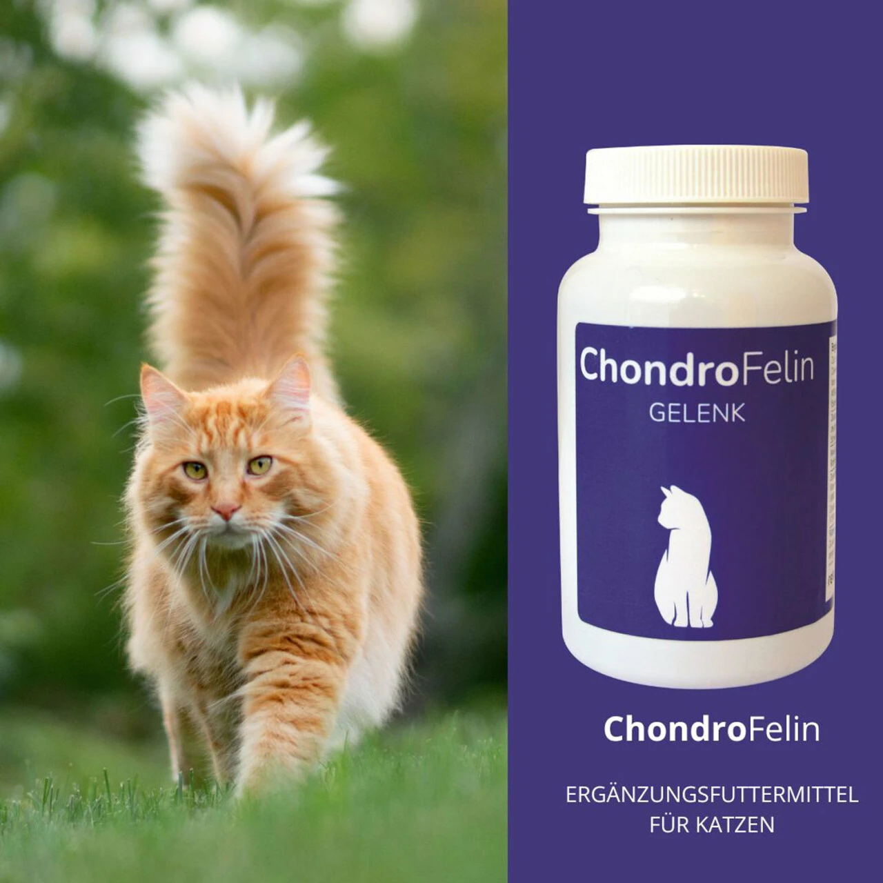 ReboTabs ChondroFelin Für Katzen – Bild 4