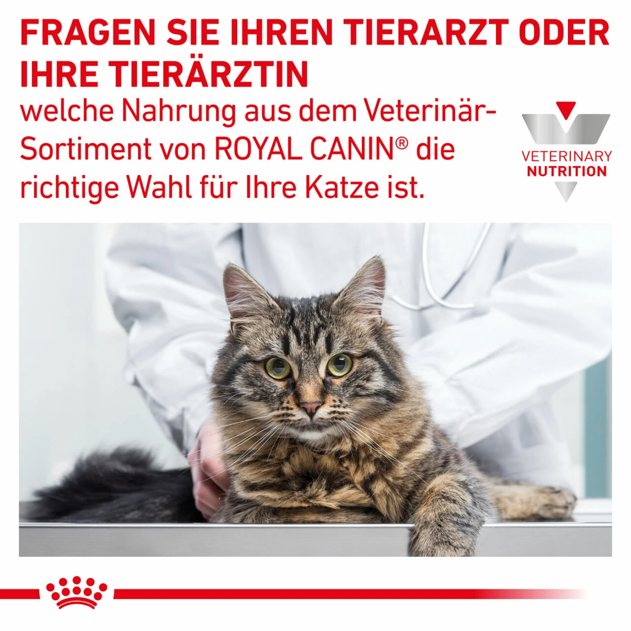 Sparpaket Royal Canin Gastrointestinal Für Katzen – Bild 7